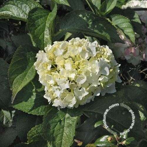 Afbeelding bij Boerenhortensia – bolvormig - Hydrangea macr. &#039;Immaculata&#039; 