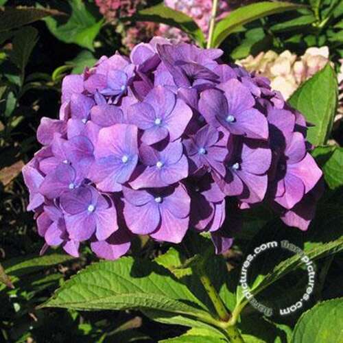 Afbeelding bij Boerenhortensia - bolvormig - Hydrangea macr. &#039;Kluis Superba&#039; 