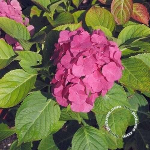 Afbeelding bij Boerenhortensia – bolvormig - Hydrangea macr. &#039;Lemmenhof&#039; 
