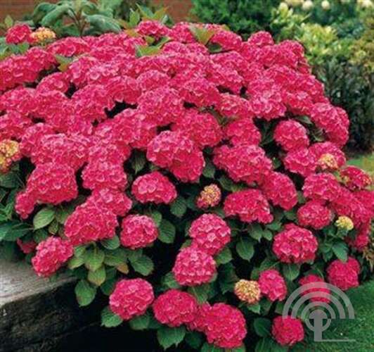 Afbeelding bij Boerenhortensia - bolvormig - Hydrangea macr. &#039;Leuchtfeuer&#039; 