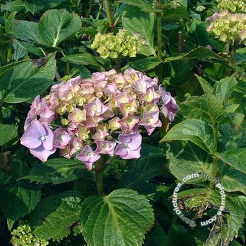 Afbeelding bij Boerenhortensia – bolvormig - Hydrangea macr. 'Maréchal Foch' 