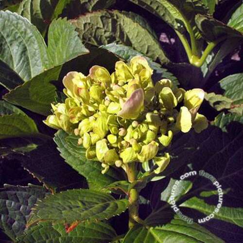 Afbeelding bij Boerenhortensia – bolvormig - Hydrangea macr. &#039;Marie Claire&#039;
