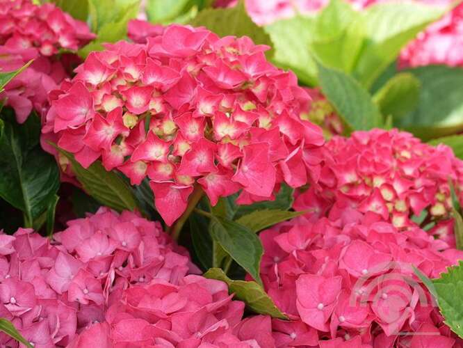 Afbeelding bij Boerenhortensia - bolvormig - Hydrangea macr. 'Masja' 