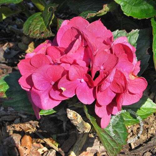 Afbeelding bij Boerenhortensia - bolvormig - Hydrangea macr. &#039;Merveille Sanguine&#039; 