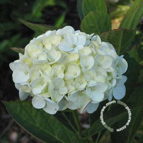 Afbeelding bij Boerenhortensia - bolvormig - Hydrangea macr. &#039;Mme Emile Mouillère&#039; 