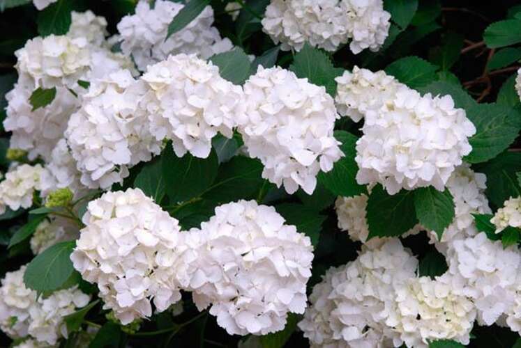 Afbeelding bij Boerenhortensia - bolvormig - Hydrangea macr. &#039;Mme Mouilliere&#039; 
