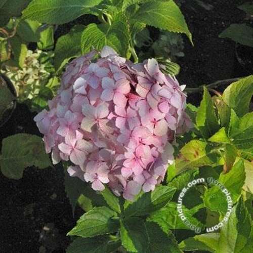 Afbeelding bij Boerenhortensia – bolvormig - Hydrangea macr. &#039;Mousseline&#039; 