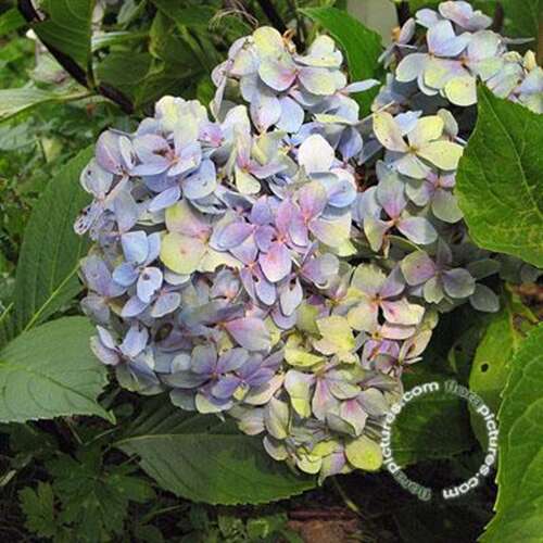 Afbeelding bij Boerenhortensia – bolvormig - Hydrangea macr. &#039;Nigra&#039; 