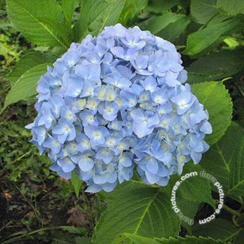 Afbeelding bij Boerenhortensia - bolvormig - Hydrangea macr. &#039;Nikko Blue&#039; 