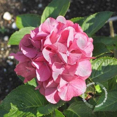 Afbeelding bij Boerenhortensia - bolvormig - Hydrangea macr. &#039;Oregon Pride&#039; 