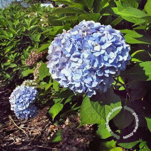 Afbeelding bij Boerenhortensia - bolvormig - Hydrangea macr. 'Otaksa' 
