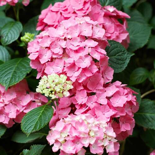 Afbeelding bij Boerenhortensia - bolvormig - Hydrangea macr. 'Pia'