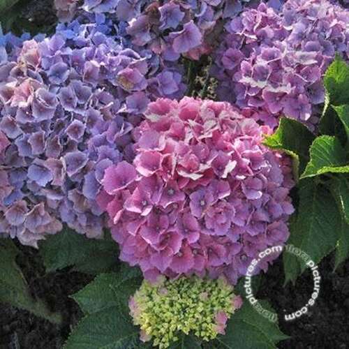 Afbeelding bij Boerenhortensia - bolvormig - Hydrangea macr. &#039;Pink Dream&#039; 