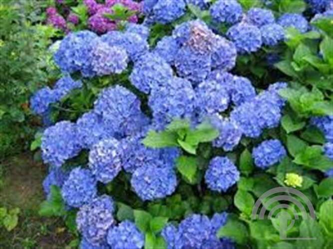 Afbeelding bij Boerenhortensia - bolvormig - Hydrangea macr. 'Renate Steiniger' 