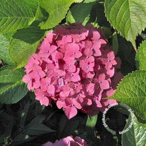 Afbeelding bij Boerenhortensia - bolvormig - Hydrangea macr. &#039;Rheinland&#039; 
