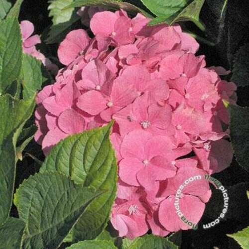 Afbeelding bij Boerenhortensia - bolvormig - Hydrangea macr. 'Rosita'