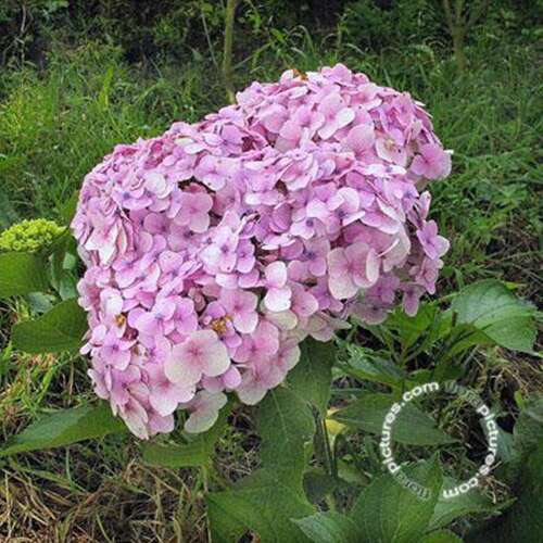 Afbeelding bij Boerenhortensia - bolvormig - Hydrangea macr. 'Seascape' 