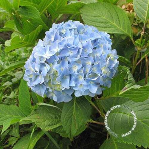 Afbeelding bij Boerenhortensia - bolvormig - Hydrangea macr. &#039;Semperflorens&#039;