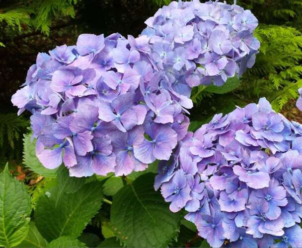 Afbeelding bij Boerenhortensia - bolvormig - Hydrangea macr. 'Yola' 