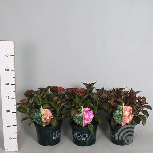 Afbeelding bij Boerenhortensia - Hydrangea macr. Black Diamonds 'Red Angel ® Purple' 