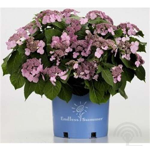 Afbeelding bij Boerenhortensia - Hydrangea macr. Endless Summer ® &#039;Twist-n-Shout&#039;