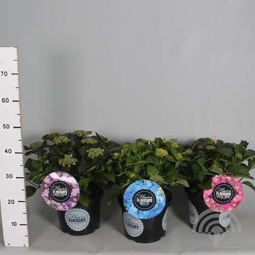 Afbeelding bij Boerenhortensia - Hydrangea macr. Flair and Flavours &#039;Minty Ice&#039; ®
