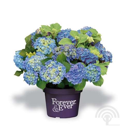 Afbeelding bij Boerenhortensia - Hydrangea macr. Forever & Ever ® 'Blue'