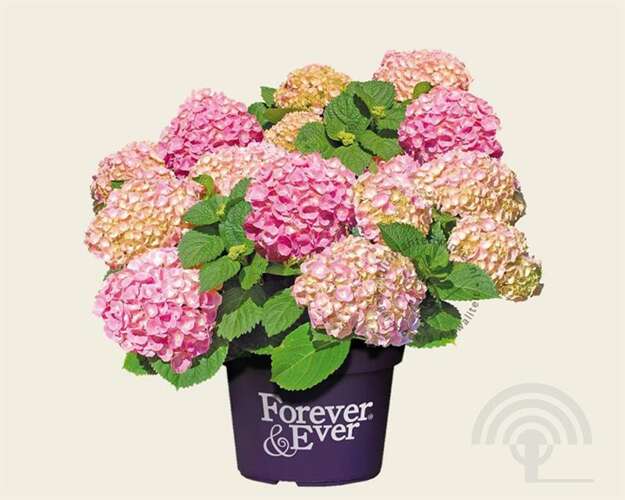 Afbeelding bij Boerenhortensia - Hydrangea macr. Forever &amp; Ever ® &#039;Pink&#039;
