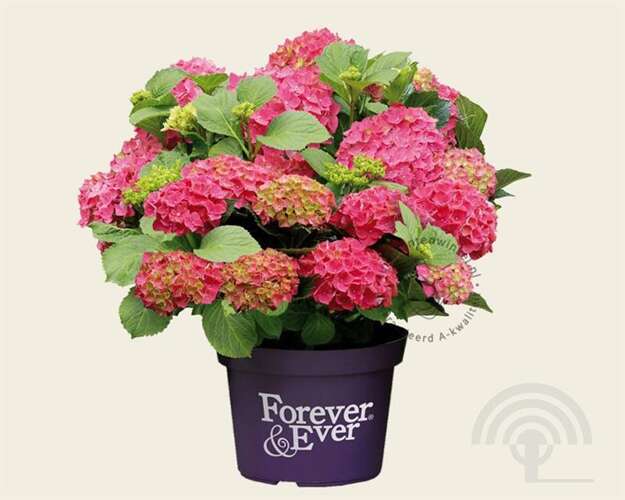 Afbeelding bij Boerenhortensia - Hydrangea macr. Forever &amp; Ever ® &#039;Red&#039;