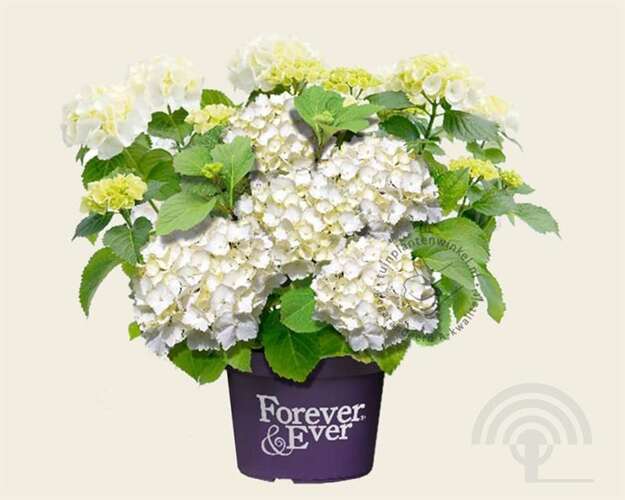 Afbeelding bij Boerenhortensia - Hydrangea macr. Forever &amp; Ever ® &#039;White&#039;