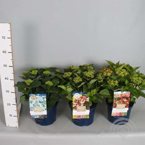 Afbeelding bij Boerenhortensia - Hydrangea macr. Magical Four Seasons &#039;Amethyst&#039; ®