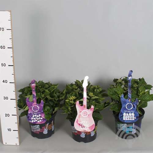 Afbeelding bij Boerenhortensia - Hydrangea Music Collection ® &#039;Deep Purple Dance&#039;