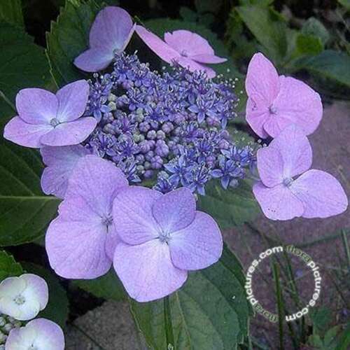 Afbeelding bij Boerenhortensia - schermvormig - Hydrangea macr. &#039;Blaumeise&#039;
