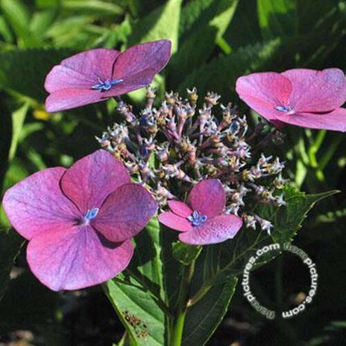 Afbeelding bij Boerenhortensia – schermvormig - Hydrangea macr. 'Buchfink'