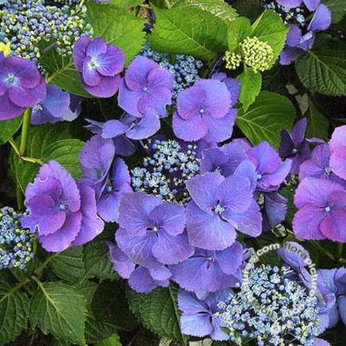 Afbeelding bij Boerenhortensia – schermvormig - Hydrangea macr. &#039;Eisvogel&#039; 