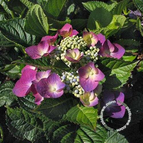 Afbeelding bij Boerenhortensia – schermvormig - Hydrangea macr. &#039;Fasan&#039;