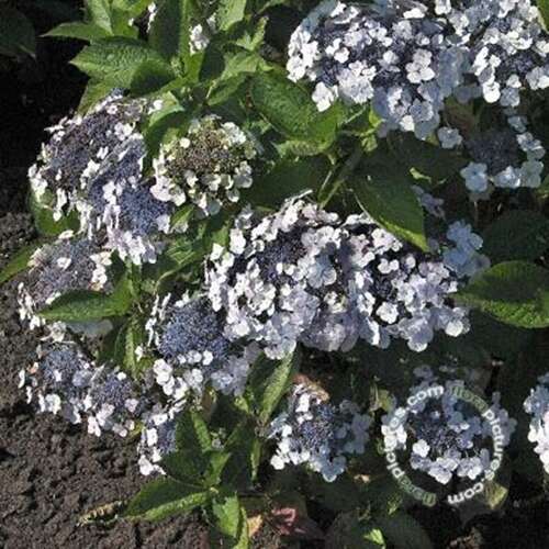 Afbeelding bij Boerenhortensia – schermvormig - Hydrangea macr. 'Fireflame' 