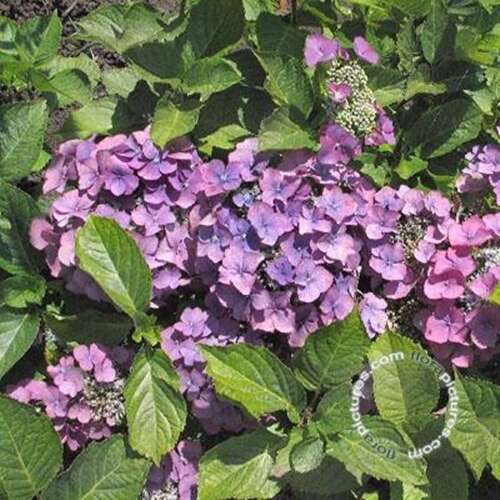 Afbeelding bij Boerenhortensia - schermvormig - Hydrangea macr. 'Geoffrey Chadbund'
