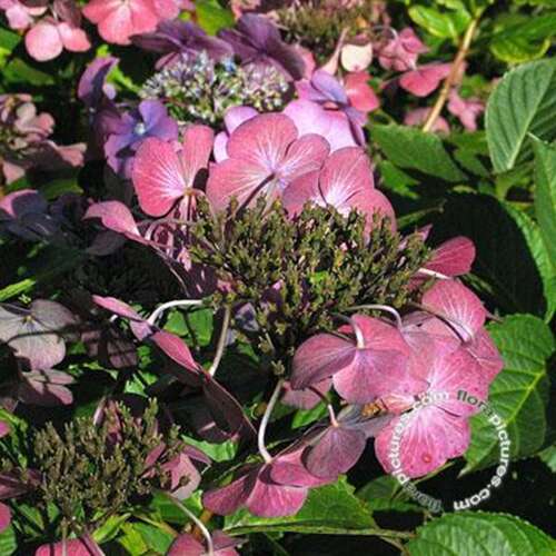 Afbeelding bij Boerenhortensia – schermvormig - Hydrangea macr. &#039;Gimpel&#039;