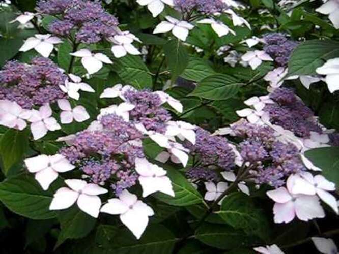 Afbeelding bij Boerenhortensia – schermvormig - Hydrangea macr. 'Gracewood'