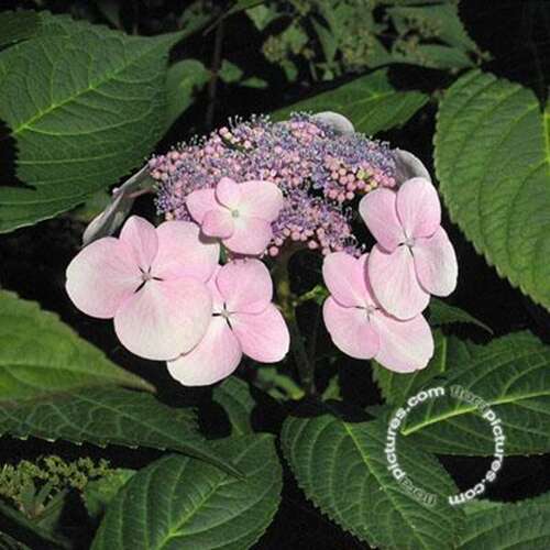 Afbeelding bij Boerenhortensia – schermvormig - Hydrangea macr. 'Grant's Choice'