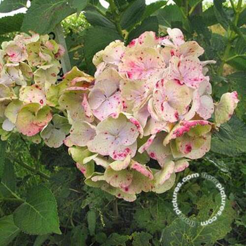 Afbeelding bij Boerenhortensia – schermvormig - Hydrangea macr. &#039;Hanabi Pink&#039; 