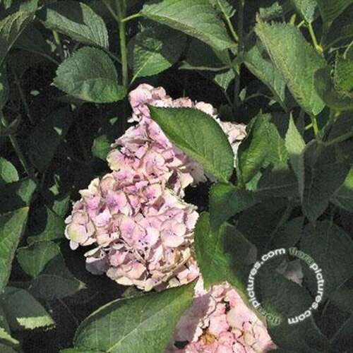 Afbeelding bij Boerenhortensia - schermvormig - Hydrangea macr. &#039;Hobella&#039; 