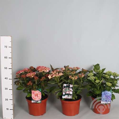 Afbeelding bij Boerenhortensia - schermvormig - Hydrangea macr. &#039;Hovaria Ripple&#039; 