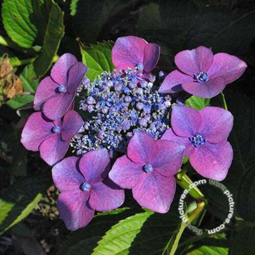 Afbeelding bij Boerenhortensia – schermvormig - Hydrangea macr. 'Kardinal'