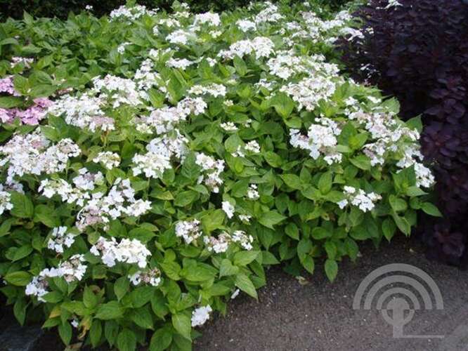 Afbeelding bij Boerenhortensia - schermvormig - Hydrangea macr. 'Lanarth White'