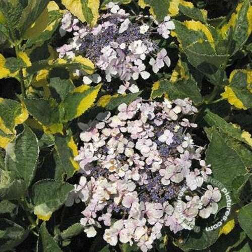 Afbeelding bij Boerenhortensia – schermvormig - Hydrangea macr. 'Lemon Wave' 
