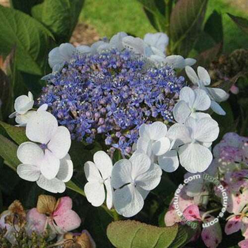 Afbeelding bij Boerenhortensia – schermvormig - Hydrangea macr. 'Libelle' 