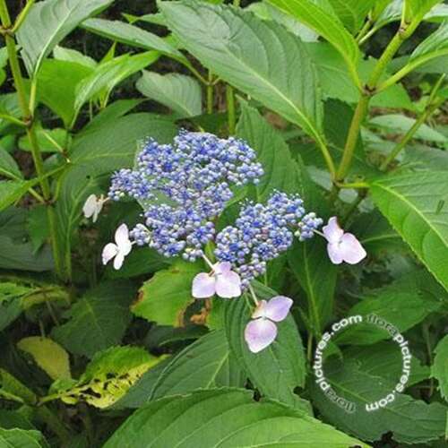 Afbeelding bij Boerenhortensia - schermvormig - Hydrangea macr. 'Maritima'