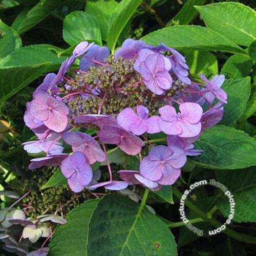 Afbeelding bij Boerenhortensia – schermvormig - Hydrangea macr. &#039;Mousmee&#039; 